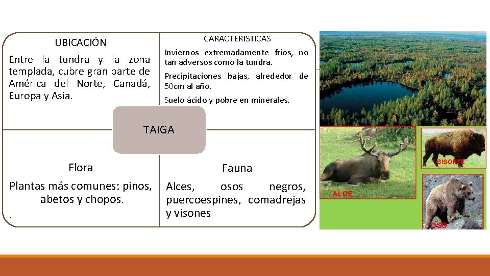 UBICACIÓN Entre la tundra y la zona templada, cubre gran parte de América del