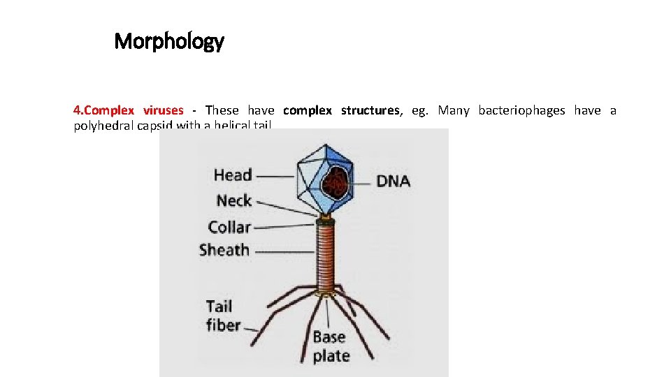 Morphology 4. Complex viruses - These have complex structures, eg. Many bacteriophages have a