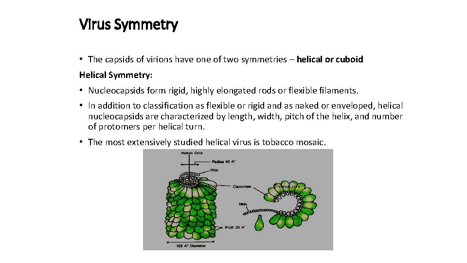 Virus Symmetry • The capsids of virions have one of two symmetries – helical