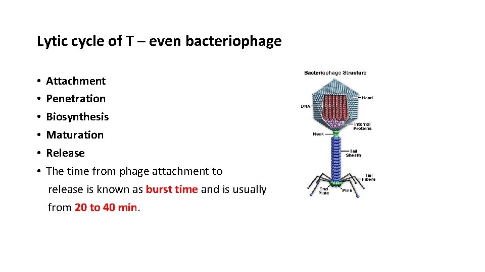 Lytic cycle of T – even bacteriophage • • • Attachment Penetration Biosynthesis Maturation