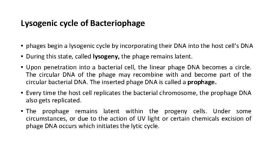 Lysogenic cycle of Bacteriophage • phages begin a lysogenic cycle by incorporating their DNA