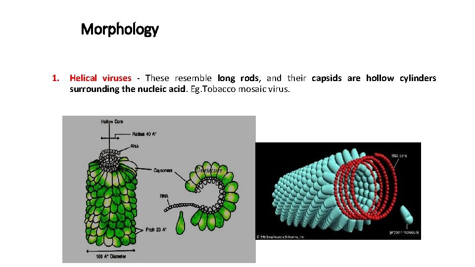 Morphology 1. Helical viruses - These resemble long rods, and their capsids are hollow