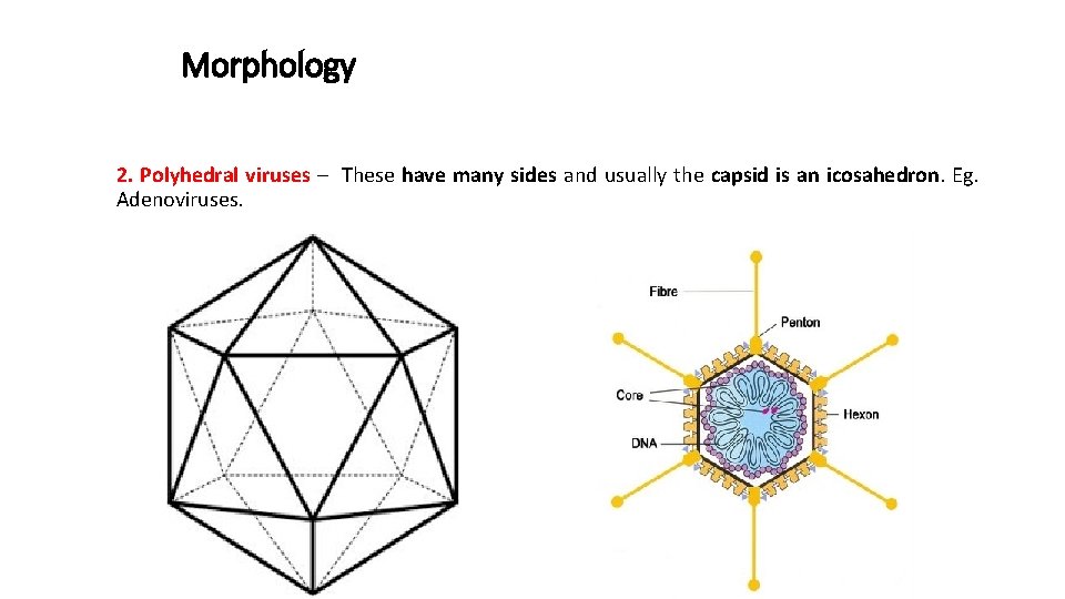 Morphology 2. Polyhedral viruses – These have many sides and usually the capsid is