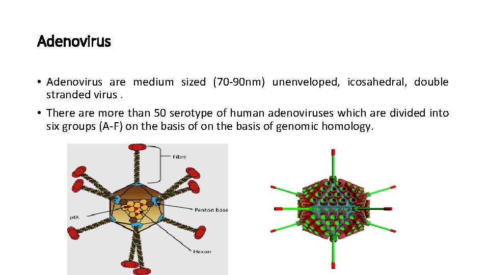 Adenovirus • Adenovirus are medium sized (70 -90 nm) unenveloped, icosahedral, double stranded virus.