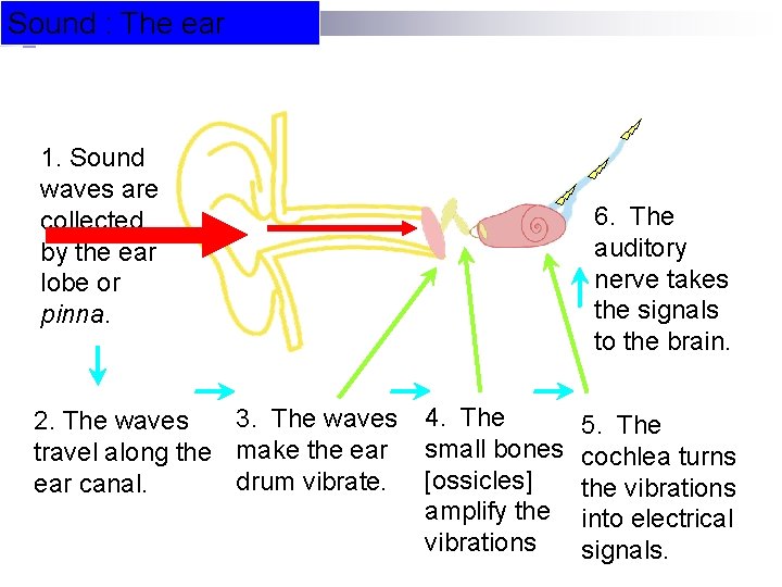 Sound : The ear 1. Sound waves are collected by the ear lobe or