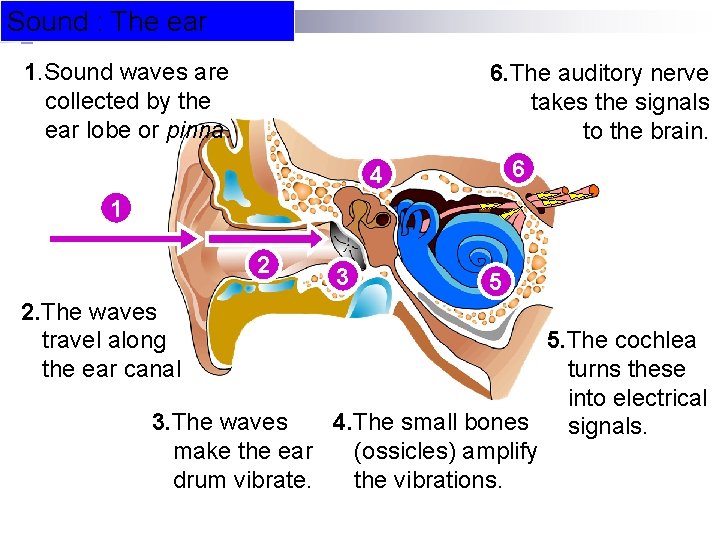 Sound : The ear 1. Sound waves are collected by the ear lobe or