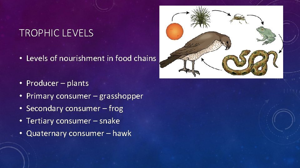 TROPHIC LEVELS • Levels of nourishment in food chains • • • Producer –