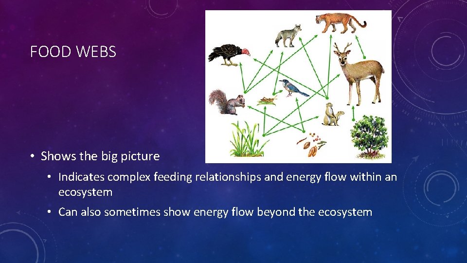 FOOD WEBS • Shows the big picture • Indicates complex feeding relationships and energy