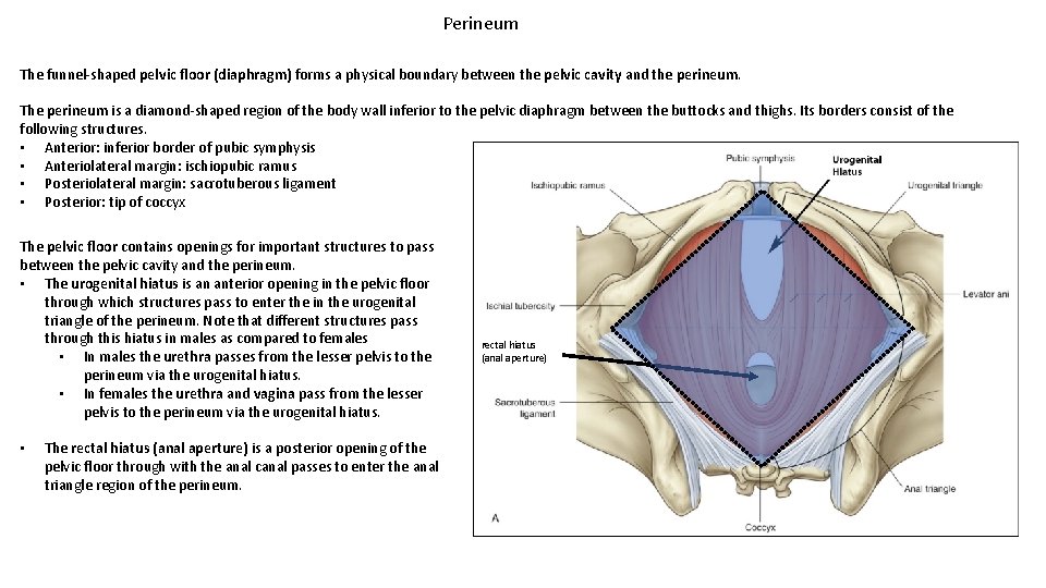 Perineum The funnel-shaped pelvic floor (diaphragm) forms a physical boundary between the pelvic cavity