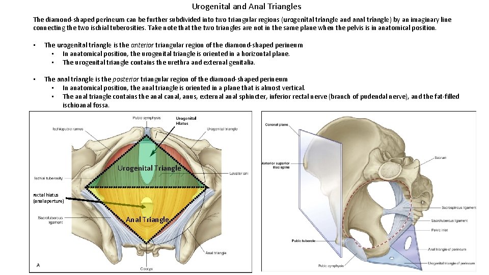 Urogenital and Anal Triangles The diamond-shaped perineum can be further subdivided into two triangular