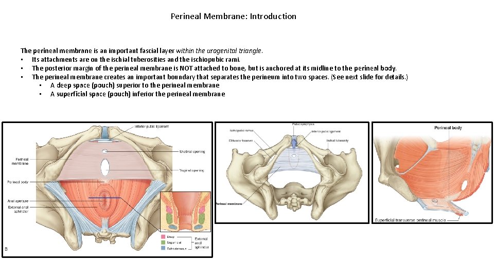 Perineal Membrane: Introduction The perineal membrane is an important fascial layer within the urogenital