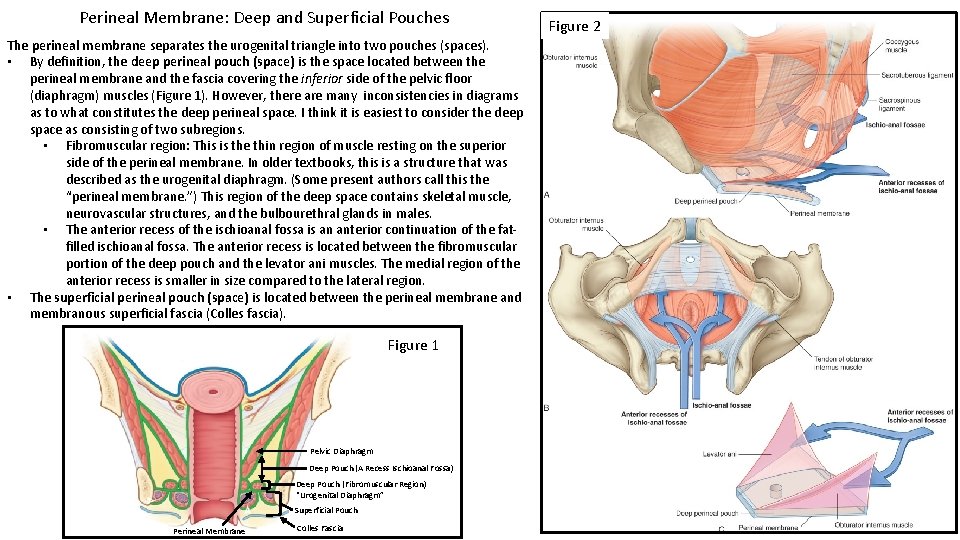 Perineal Membrane: Deep and Superficial Pouches The perineal membrane separates the urogenital triangle into