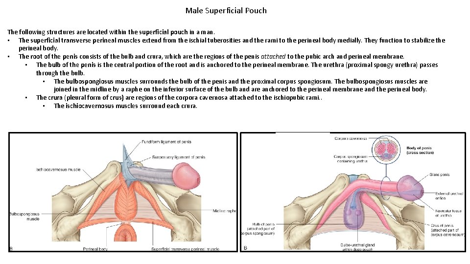 Male Superficial Pouch The following structures are located within the superficial pouch in a