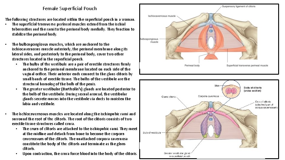 Female Superficial Pouch The following structures are located within the superficial pouch in a
