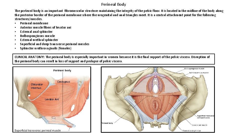 Perineal Body The perineal body is an important fibromuscular structure maintaining the integrity of