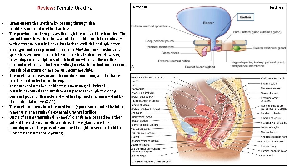 Review: Female Urethra • • • Urine enters the urethra by passing through the