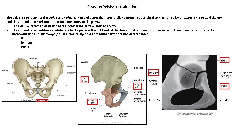 Osseous Pelvis: Introduction The pelvis is the region of the body surrounded by a