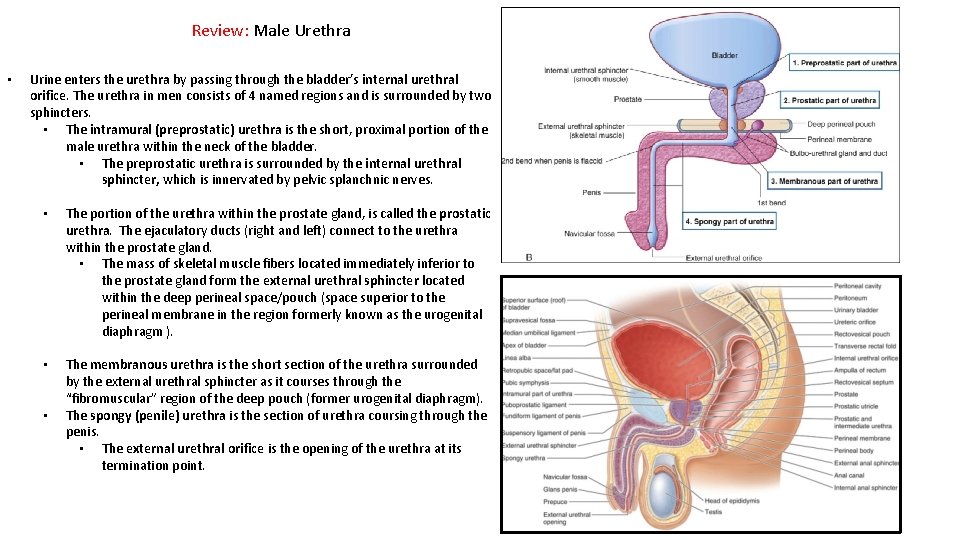 Review: Male Urethra • Urine enters the urethra by passing through the bladder’s internal