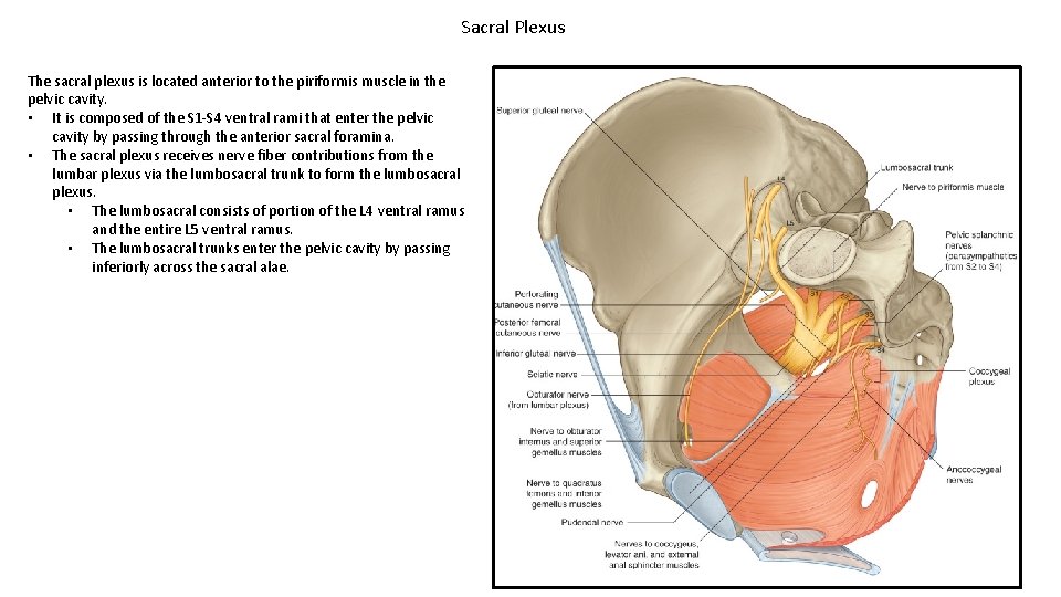 Sacral Plexus The sacral plexus is located anterior to the piriformis muscle in the
