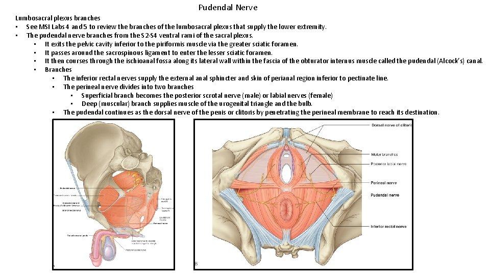 Pudendal Nerve Lumbosacral plexus branches • See MSI Labs 4 and 5 to review