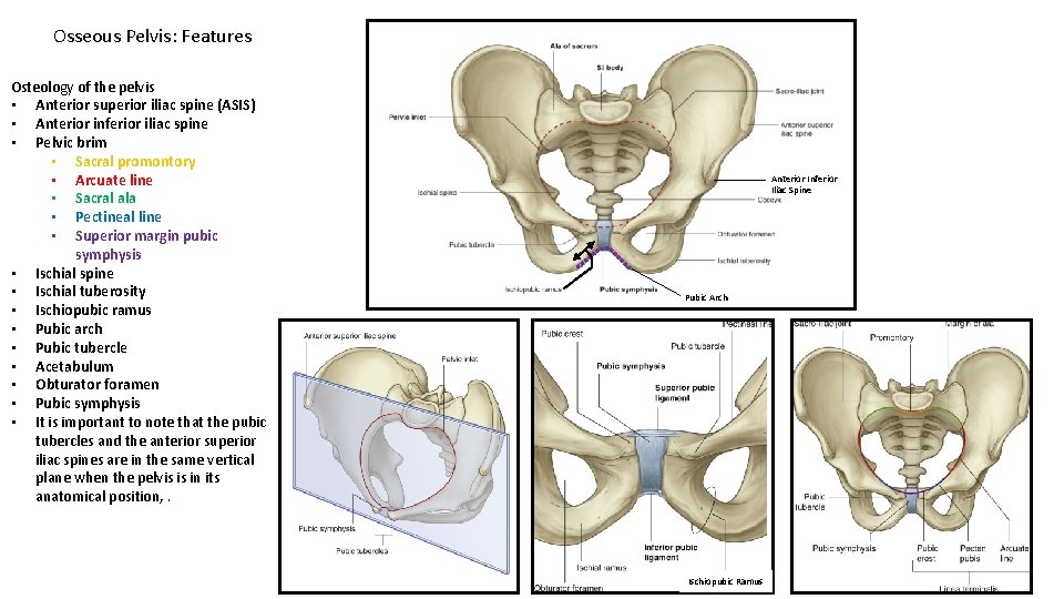 Osseous Pelvis: Features Osteology of the pelvis • Anterior superior iliac spine (ASIS) •