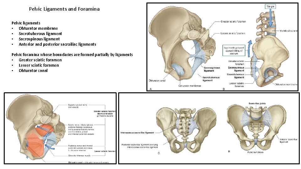 Pelvic Ligaments and Foramina Pelvic ligaments • Obturator membrane • Sacrotuberous ligament • Sacrospinous