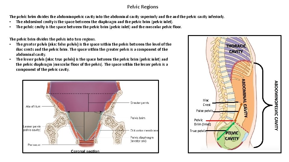 Pelvic Regions The pelvic brim divides the abdominopelvic cavity into the abdominal cavity superiorly