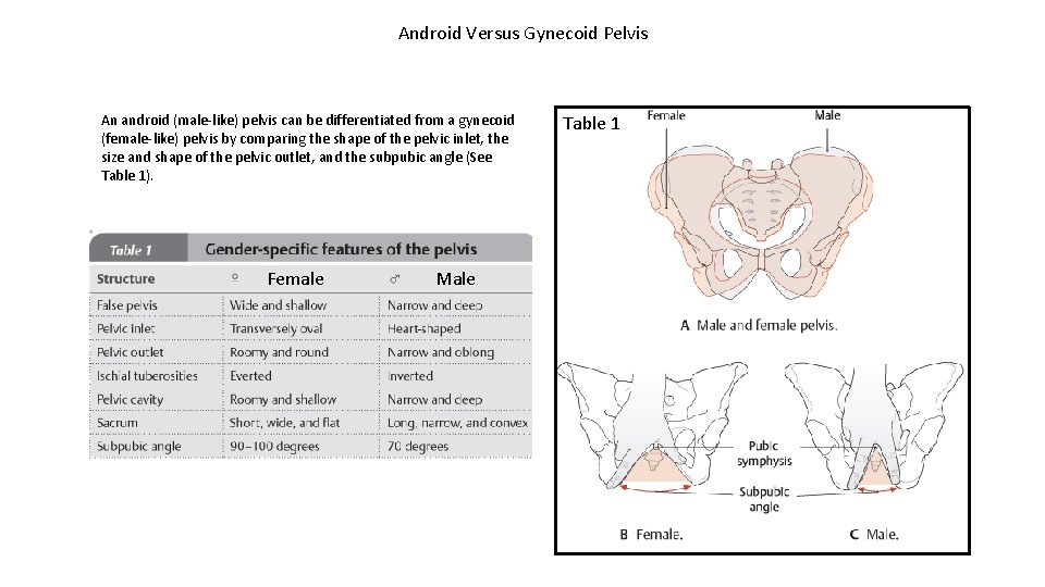 Android Versus Gynecoid Pelvis An android (male-like) pelvis can be differentiated from a gynecoid