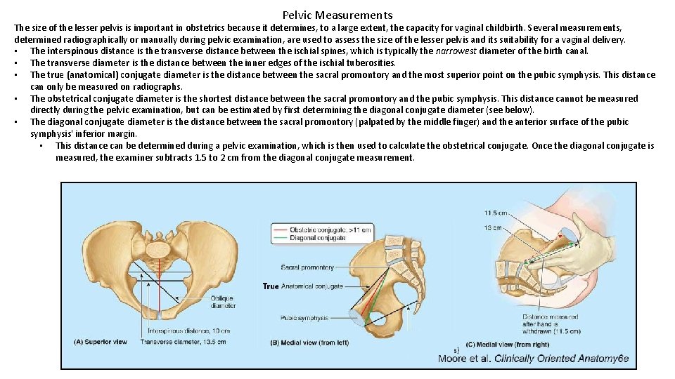 Pelvic Measurements The size of the lesser pelvis is important in obstetrics because it