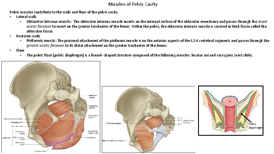 Muscles of Pelvic Cavity Pelvic muscles contribute to the walls and floor of the