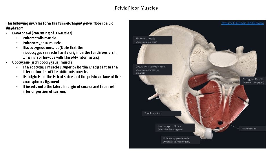 Pelvic Floor Muscles The following muscles form the funnel-shaped pelvic floor (pelvic diaphragm). •
