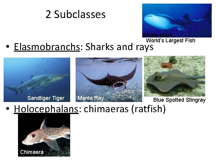 2 Subclasses Whale shark World’s Largest Fish • Elasmobranchs: Sharks and rays Sandtiger Tiger