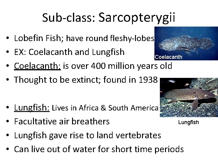 Sub-class: Sarcopterygii • • Lobefin Fish; have round fleshy-lobes EX: Coelacanth and Lungfish Coelacanth: