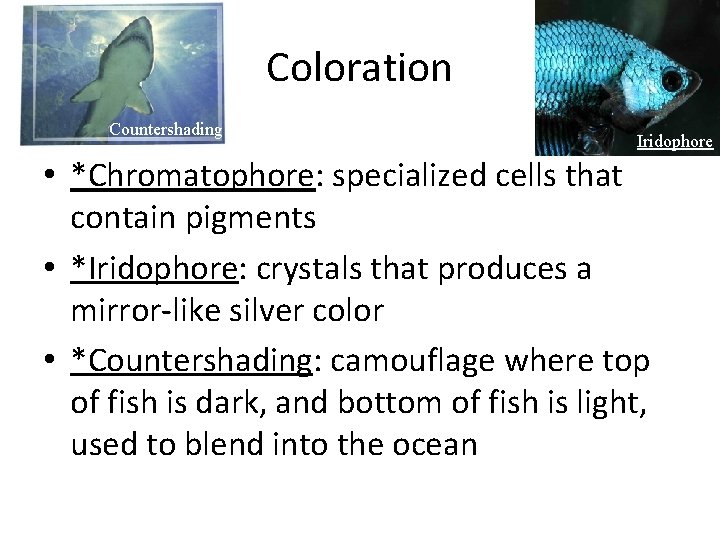 Coloration Countershading Iridophore • *Chromatophore: specialized cells that contain pigments • *Iridophore: crystals that