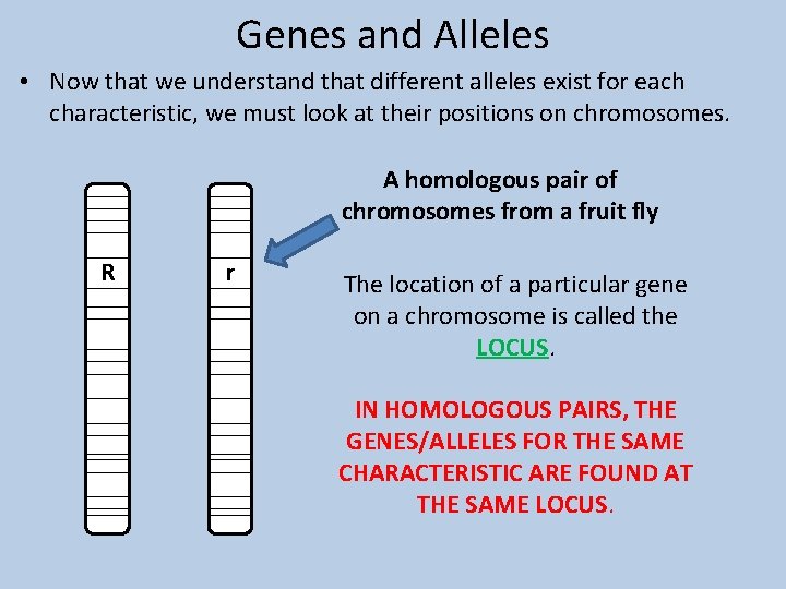 Genes and Alleles • Now that we understand that different alleles exist for each