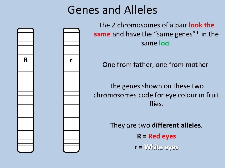 Genes and Alleles The 2 chromosomes of a pair look the same and have