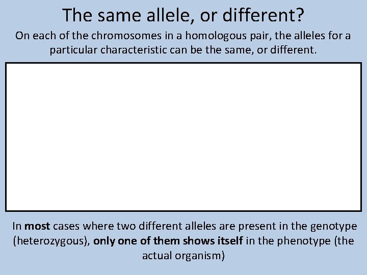 The same allele, or different? On each of the chromosomes in a homologous pair,