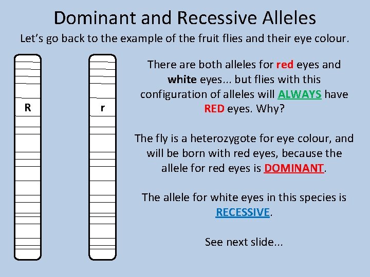 Dominant and Recessive Alleles Let’s go back to the example of the fruit flies