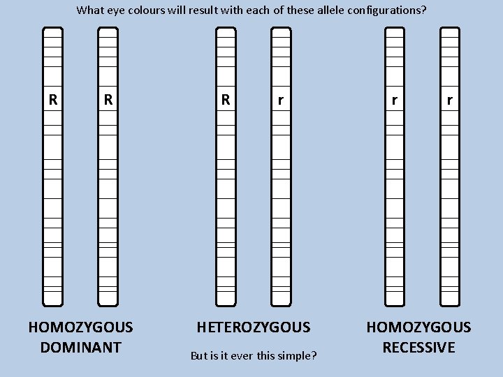 What eye colours will result with each of these allele configurations? R R HOMOZYGOUS