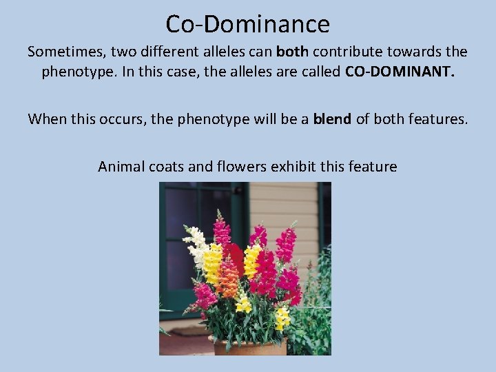 Co-Dominance Sometimes, two different alleles can both contribute towards the phenotype. In this case,