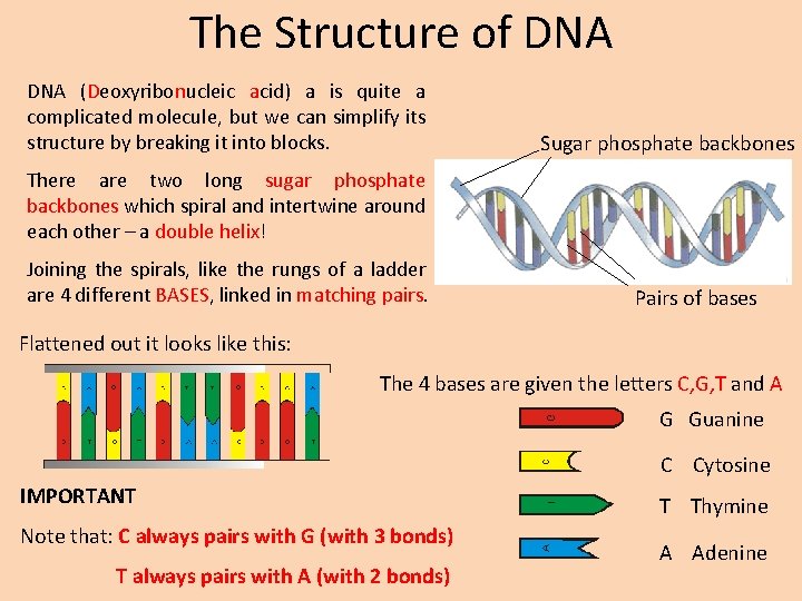 The Structure of DNA (Deoxyribonucleic acid) a is quite a complicated molecule, but we