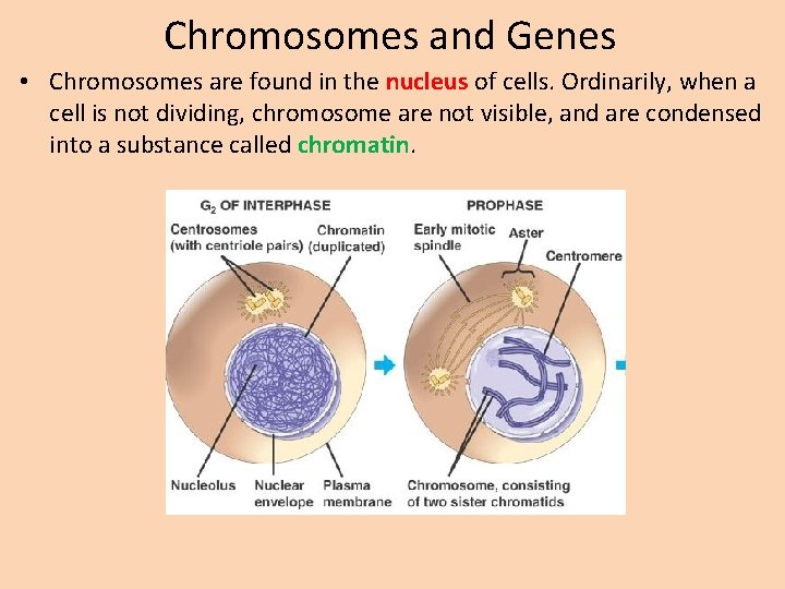 Chromosomes and Genes • Chromosomes are found in the nucleus of cells. Ordinarily, when