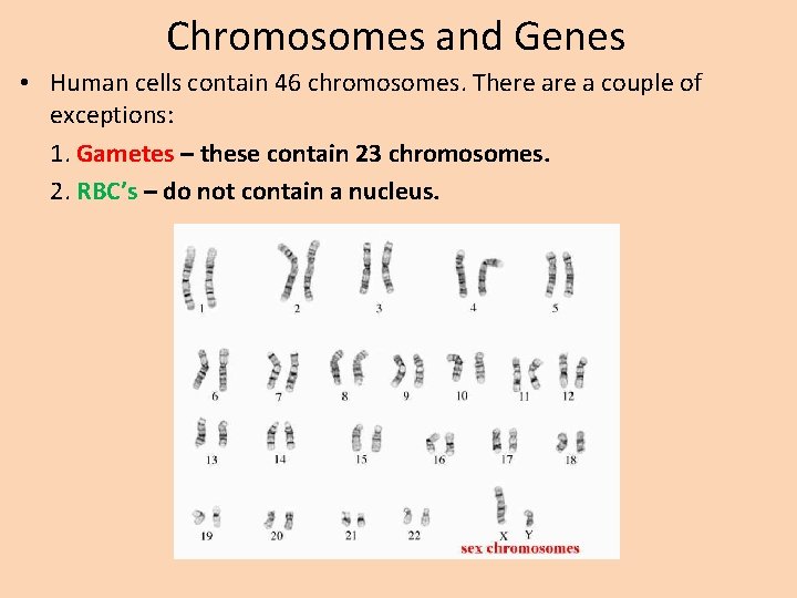 Chromosomes and Genes • Human cells contain 46 chromosomes. There a couple of exceptions:
