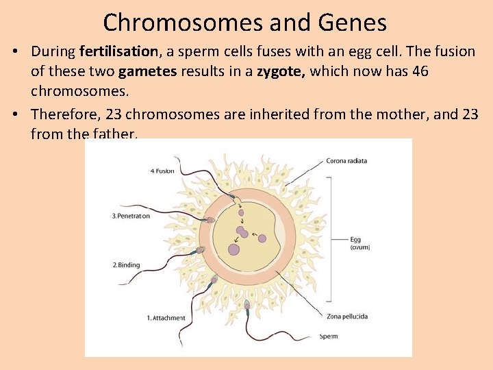 Chromosomes and Genes • During fertilisation, a sperm cells fuses with an egg cell.