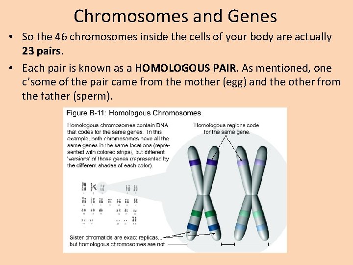 Chromosomes and Genes • So the 46 chromosomes inside the cells of your body