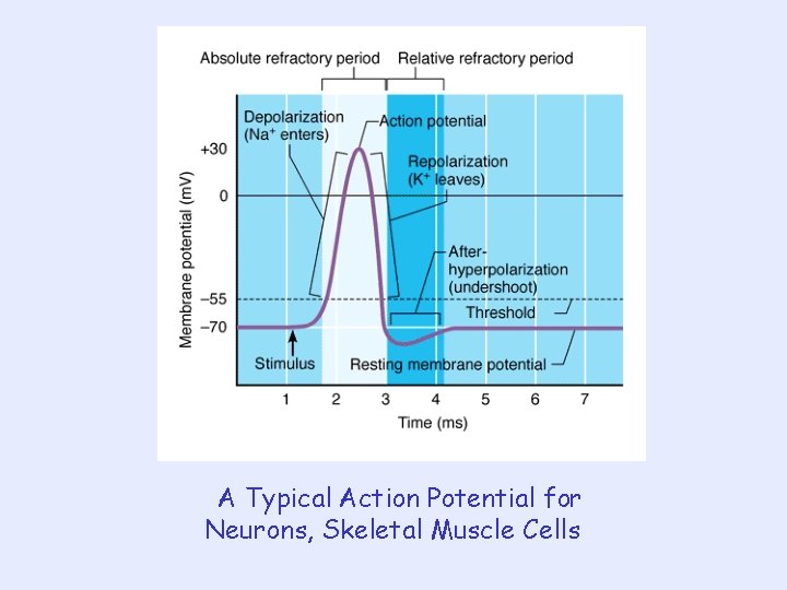 A Typical Action Potential for Neurons, Skeletal Muscle Cells 