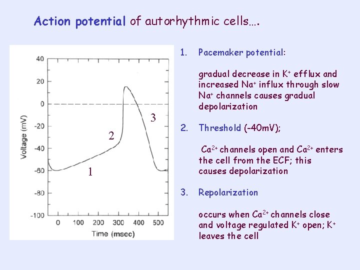 Action potential of autorhythmic cells…. 1. 3 2 Pacemaker potential: gradual decrease in K+