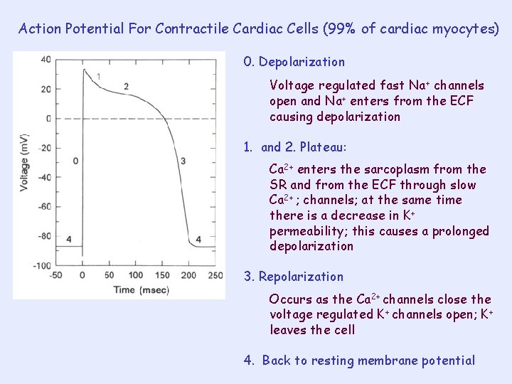 Action Potential For Contractile Cardiac Cells (99% of cardiac myocytes) 0. Depolarization Voltage regulated
