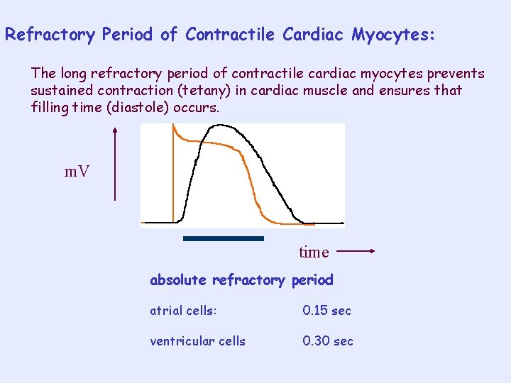 Refractory Period of Contractile Cardiac Myocytes: The long refractory period of contractile cardiac myocytes