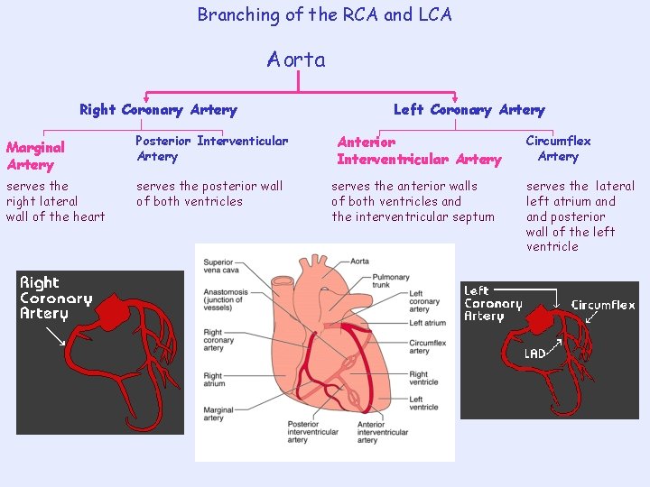 Branching of the RCA and LCA Aorta Right Coronary Artery Marginal Artery Posterior Interventicular